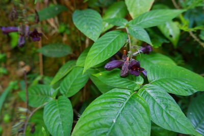 Close-up of insect on plant