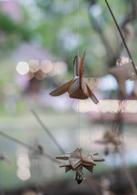 Close-up of dry flower hanging on plant