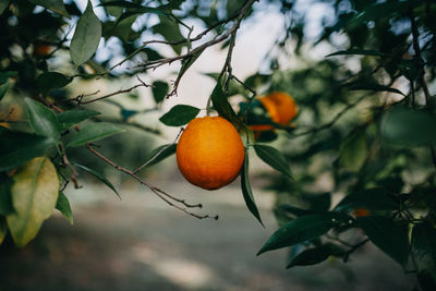 Orange fruits on tree