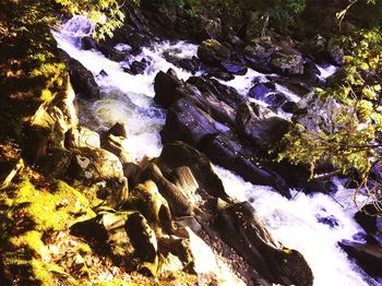Close-up view of leaves