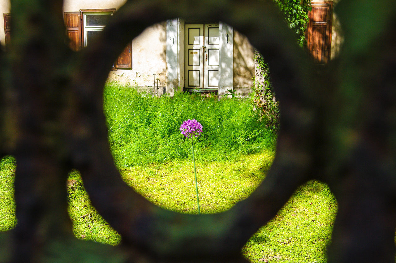 CLOSE-UP OF PURPLE FLOWERING PLANTS AGAINST BLURRED WALL