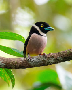 Close-up of bird perching on branch