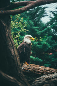 Bald eagle perching on tree