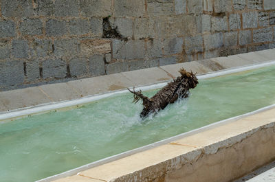 Rear view of woman sitting on fountain