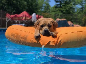 Portrait of dog in swimming pool