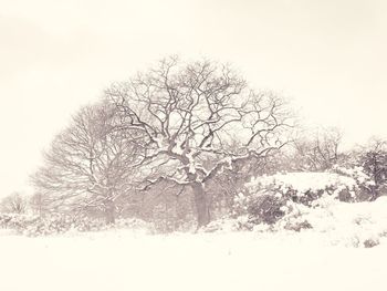 Bare trees against sky