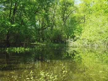 Scenic view of lake amidst trees in forest