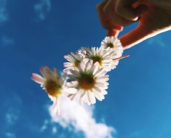 Close-up of hand holding flower against clear sky