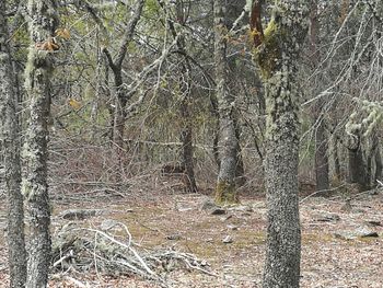 View of bare trees in forest