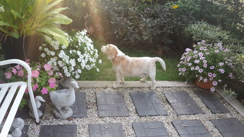 Dog on potted plants