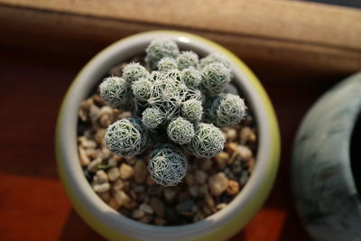 Close-up of succulent plant on table