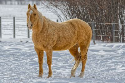 Horse standing on snow covered field