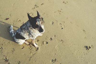 High angle portrait of a dog on shore