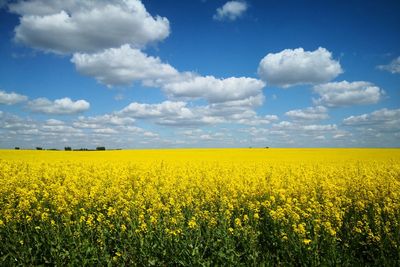 Scenic view of oilseed rape field against sky