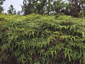 Scenic view of forest