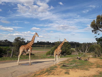 View of giraffe on field against sky