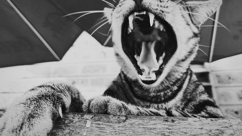 Close-up of cat yawning