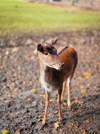 Close-up of deer standing on land