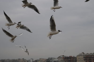 Low angle view of birds flying against sky