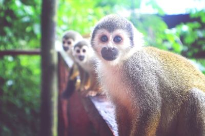 Close-up portrait of monkey