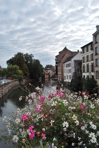 Flowering plants by river and buildings against sky