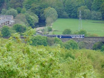 View of trees in forest