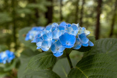 Close-up of purple hydrangea blue flower