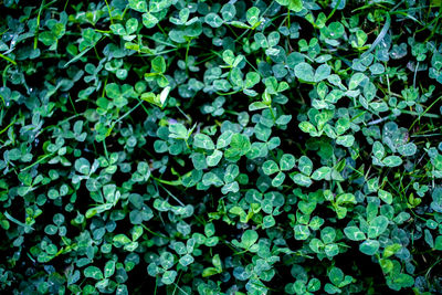 Full frame shot of plants growing on field