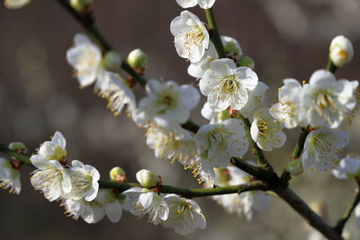 Close-up of white japanese apricot blossom tree