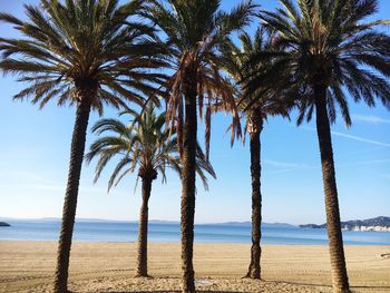 Palm trees on beach against sky