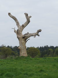 Bare tree on field against sky