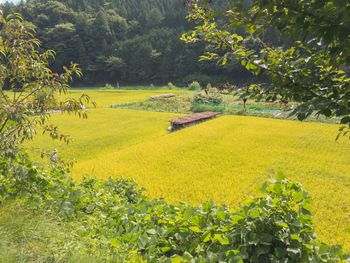 Scenic view of yellow flowers growing in field