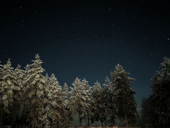 Low angle view of trees against sky at night