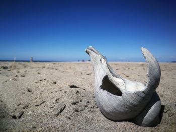 Close-up of driftwood on beach