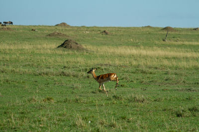 Sheep running in a field