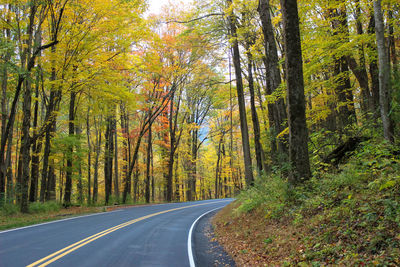 Road amidst trees in forest