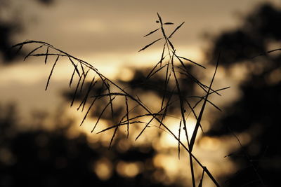Close-up of silhouette plant against sunset sky