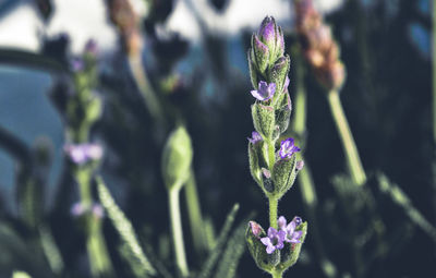 Close-up of purple flowering plant