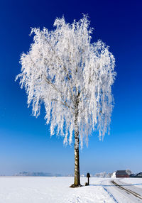 Person standing by tree against clear blue sky during winter