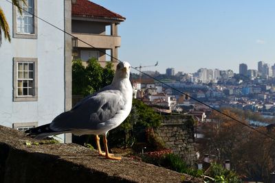 Seagull perching on retaining wall against city