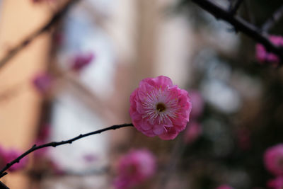 Close-up of fresh pink flower blooming outdoors