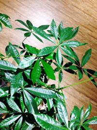 High angle view of plant growing in wood