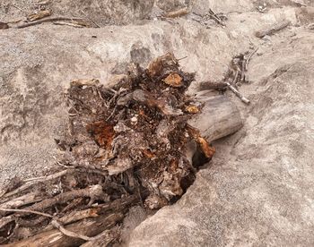 High angle view of dead plant on rock