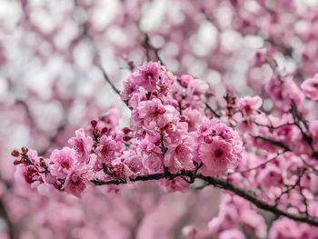 Close-up of pink cherry blossom flowers blooming in the garden background 