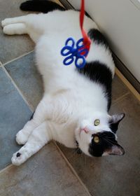 Portrait of cat