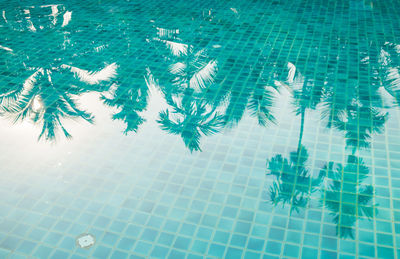 Reflection of trees in swimming pool