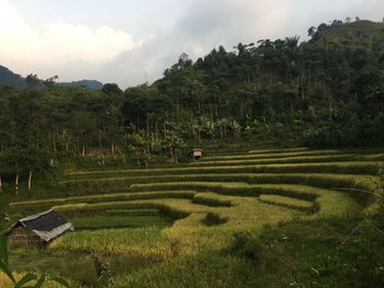 Scenic view of agricultural field against sky