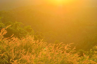 Plants growing on land against sky during sunset