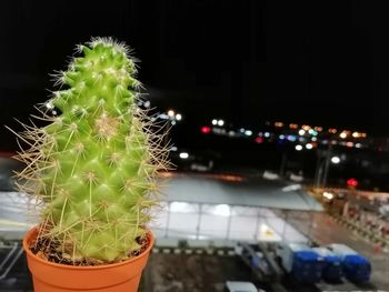 Close-up of succulent plants in city at night