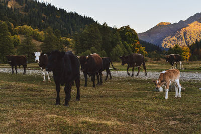 Cows grazing in a field